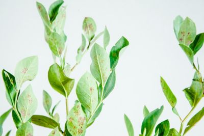 Image showing  1 gal. Potted Powder Blue Blueberry Bush