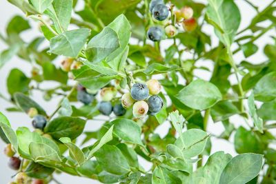 Image showing  1 gal. Potted Powder Blue Blueberry Bush
