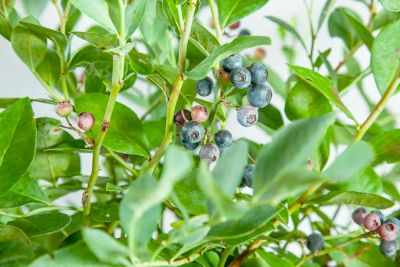 Image showing  Powder Blue Blueberry Plant in 3 gal. Grower's Pot