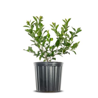 Perfect Plants 1 gal. Potted Premier Blueberry Bush