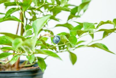 Image showing  1 gal. Potted Premier Blueberry Bush