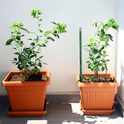 Image showing 5 th Perfect Plants 1 gal. Potted Premier Blueberry Bush