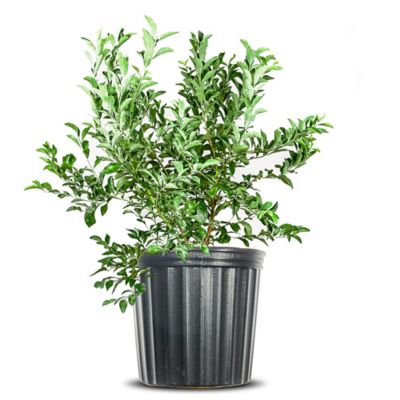 Perfect Plants Premier Blueberry Bush in 3 Gal. Grower's Pot