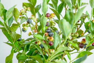 Image showing  1 gal. Potted Tifblue Blueberry Bush