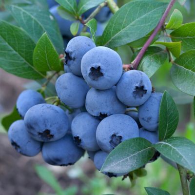 Image showing  1 gal. Potted Tifblue Blueberry Bush