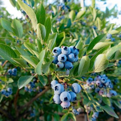 Image showing  1 gal. Potted Tifblue Blueberry Bush