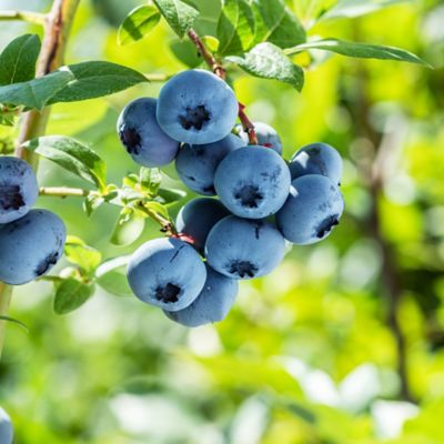 Image showing  Tifblue Blueberry Bush in 3 gal. Grower's Pot