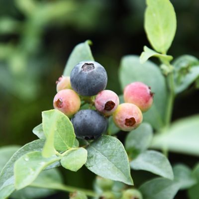 Image showing  Tifblue Blueberry Bush in 3 gal. Grower's Pot