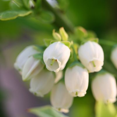Image showing 5 th Perfect Plants Tifblue Blueberry Bush in 3 gal. Grower's Pot