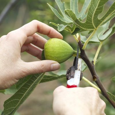 Image showing  1 gal. Black Mission Fig Tree