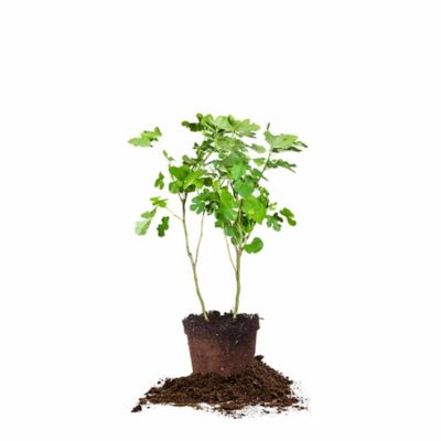 Perfect Plants Italian Cypress Tree, 3-4 ft. Size at Tractor