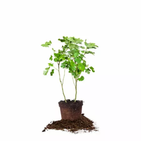 Perfect Plants 3 gal Black Mission Fig Tree Trees