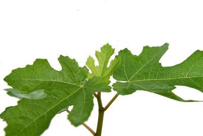 Image showing  3 gal. Black Mission Fig Tree
