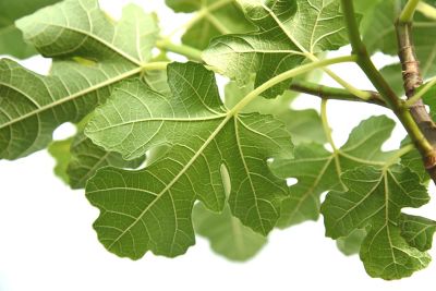 Image showing  3 gal. Black Mission Fig Tree