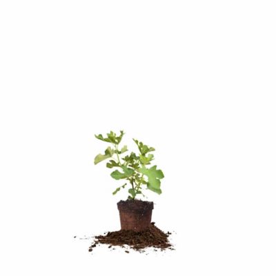 Perfect Plants Brown Turkey Fig Tree in 1 Gal. Grower's Pots