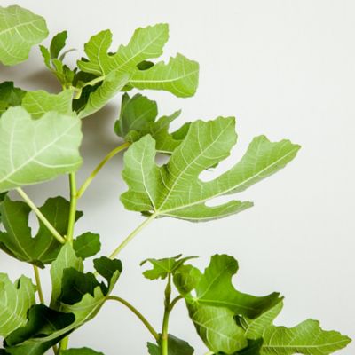 Image showing  Brown Turkey Fig Tree in 1 gal. Grower's Pots