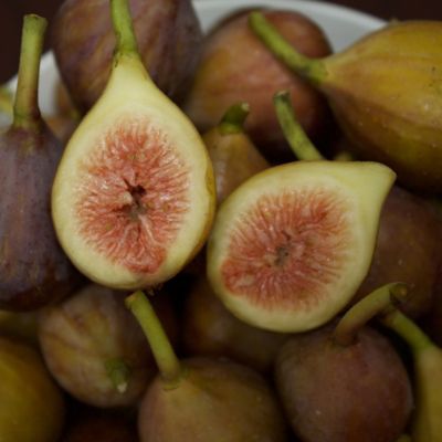 Image showing  Brown Turkey Fig Tree in 1 gal. Grower's Pots