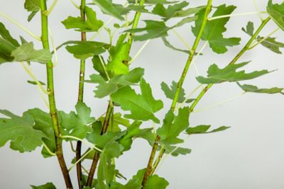 Image showing  3 gal. Brown Turkey Fig Tree