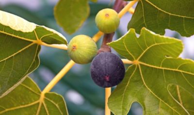 Image showing  1 gal. LSU Purple Fig Tree