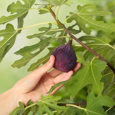 Image showing  1 gal. Chicago Hardy Fig Tree