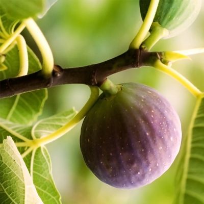 Image showing  1 gal. Chicago Hardy Fig Tree