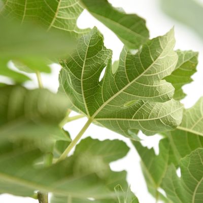Image showing 6 th Perfect Plants 1 gal. Chicago Hardy Fig Tree
