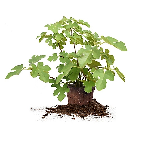 Perfect Plants 3 gal. Chicago Hardy Fig Tree