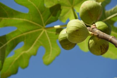 Image showing  3 gal. Chicago Hardy Fig Tree