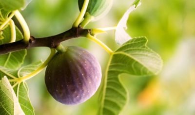 Image showing  3 gal. Chicago Hardy Fig Tree