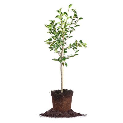 Perfect Plants 5 gal. Hood Pear Tree