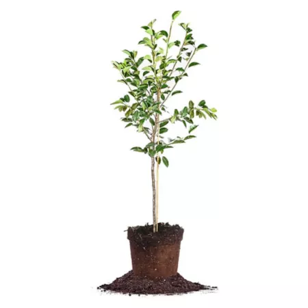 Perfect Plants 5 gal Hooded Pear Tree Trees