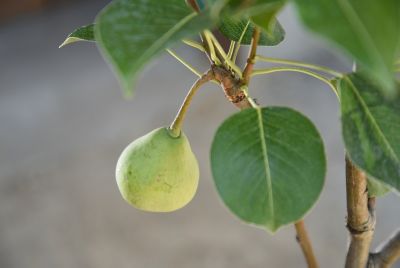 Image showing  5 gal. Hood Pear Tree