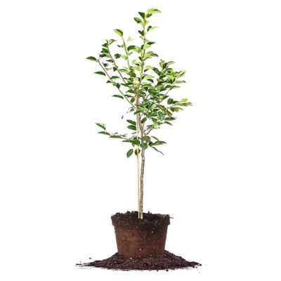 Perfect Plants 5 gal. Kieffer Pear Tree