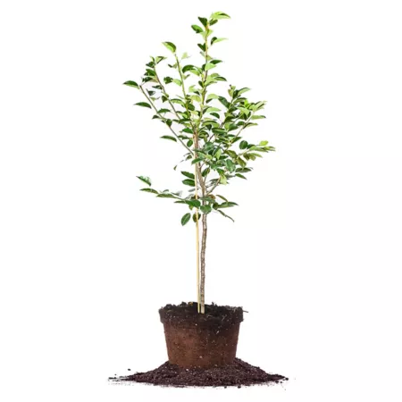 Perfect Plants 5 gal Kieffer pear tree in pot Fruit Trees & Plants