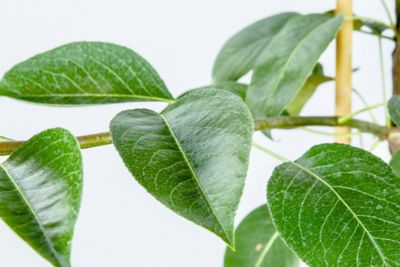 Image showing  5 gal. Potted Kieffer Pear Tree