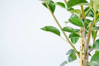 Image showing  5 gal. Potted Kieffer Pear Tree