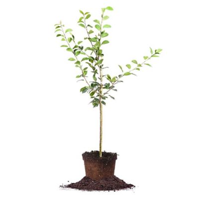 Perfect Plants 5 gal. Orient Pear Tree