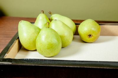 Image showing  5 gal. Orient Pear Tree