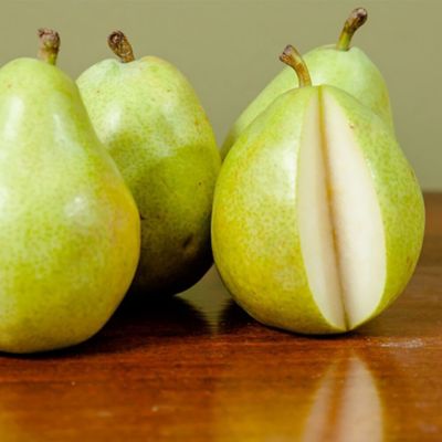 Image showing 2 th Perfect Plants 5 gal. Shinseiki Asian Pear Tree