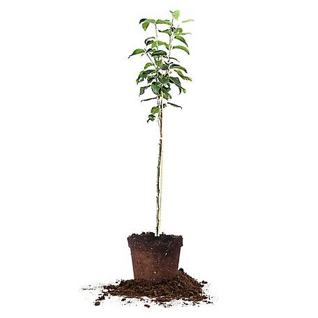 Perfect Plants 4-5 ft. Tall Shinko Asian Pear Tree in Grower's Pot