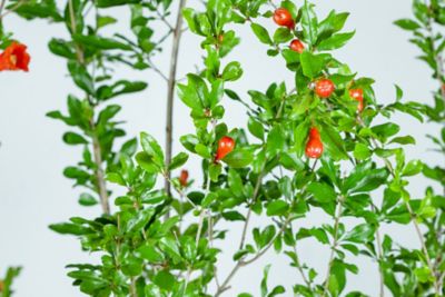 Image showing  3 gal. Wonderful Pomegranate Tree