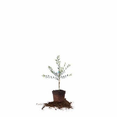 Perfect Plants 2-3 ft. Potted Arbequina Olive Tree