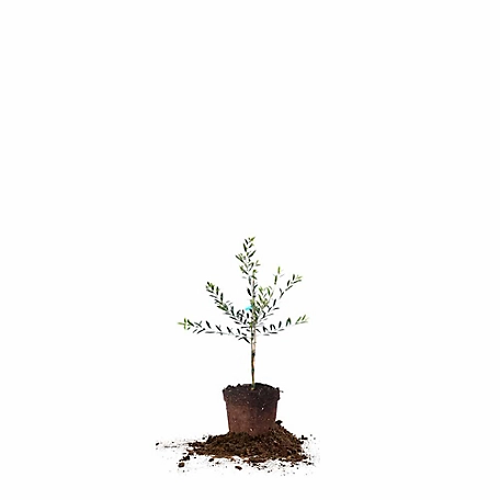Perfect Plants Arbequina Olive Tree, 2-3 ft.