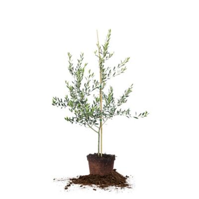 Perfect Plants Arbequina Olive Tree, 3-4 ft.