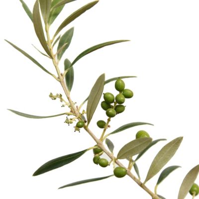 Image showing  Arbequina Olive Tree, 3-4 ft.