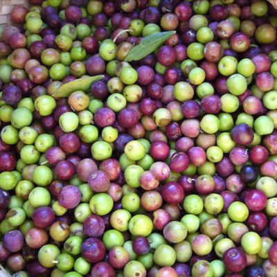 Image showing  Arbequina Olive Tree, 3-4 ft.