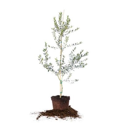 Perfect Plants 7 gal. Arbequina Olive Tree, 4-5 ft.
