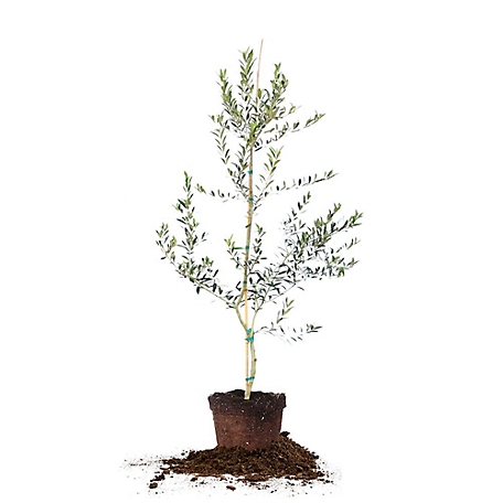 Perfect Plants 7 gal. Arbequina Olive Tree, 4-5 ft.