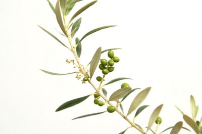 Image showing  7 gal. Arbequina Olive Tree, 4-5 ft.