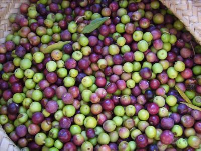 Image showing  7 gal. Arbequina Olive Tree, 4-5 ft.